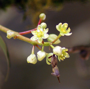 Litsea subumbelliflora