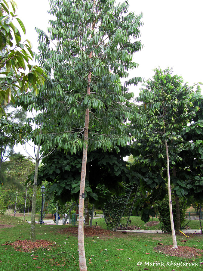 Maasia sumatrana