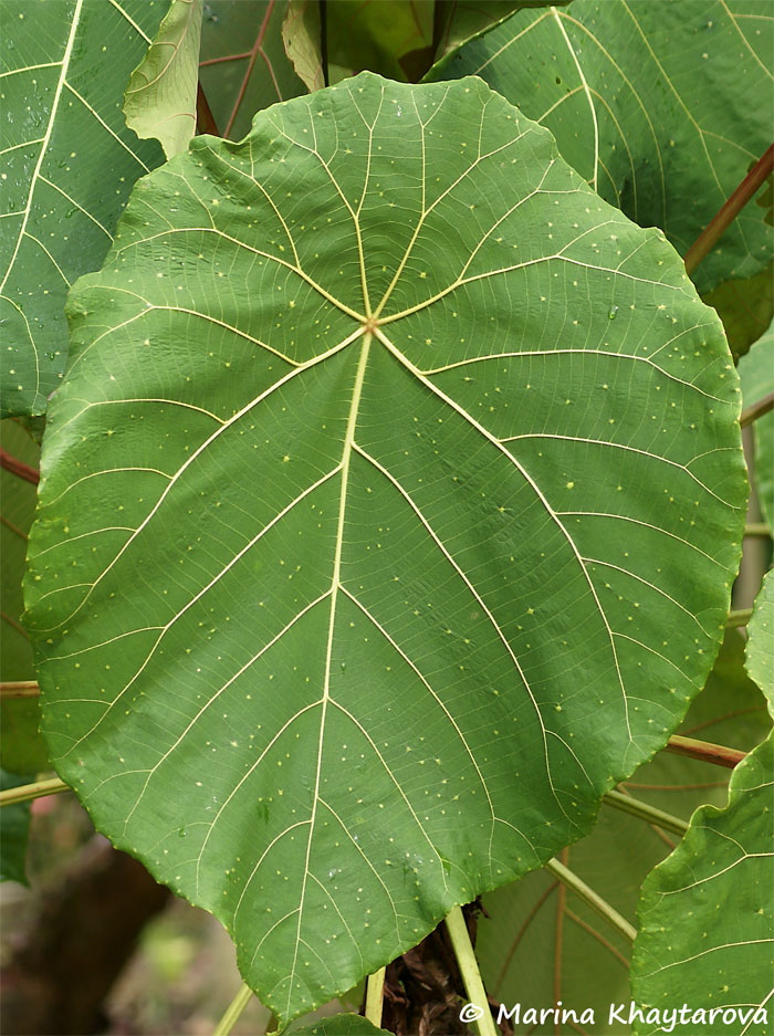 Macaranga grandifolia