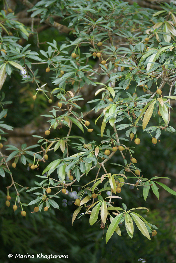 Madhuca longifolia