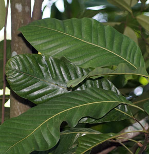 Magnolia singapurensis