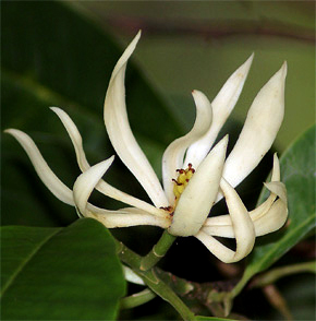 Magnolia X аlba