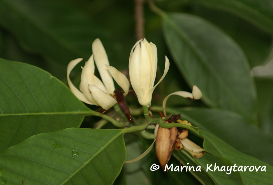 Magnolia x аlba