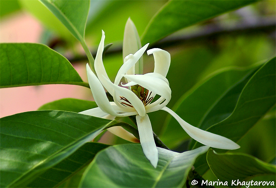 Magnolia x аlba