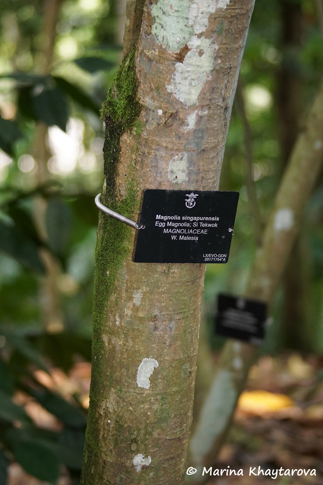 Magnolia singapurensis