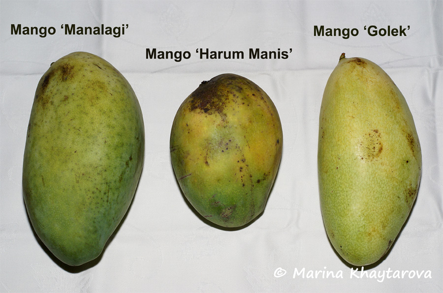 Indonesian mango