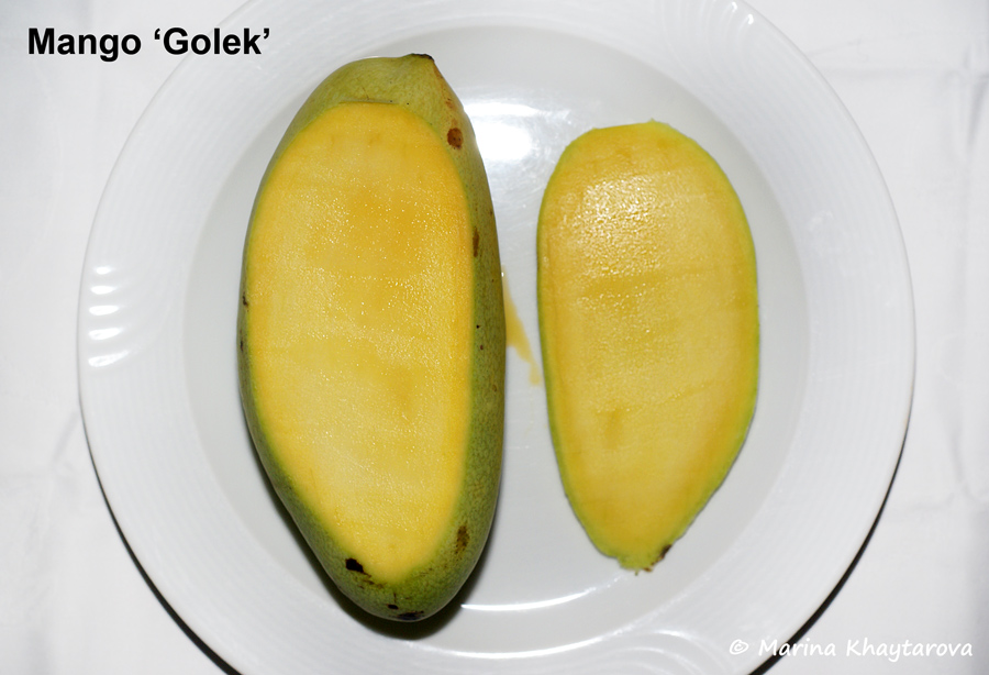 Mango 'Golek'