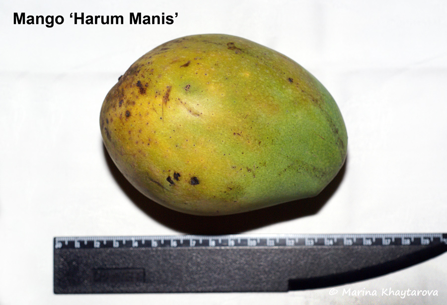 Mango 'Harum Manis'