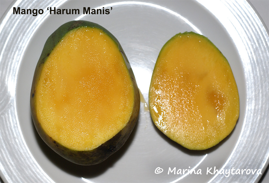 Mango 'Harum Manis'