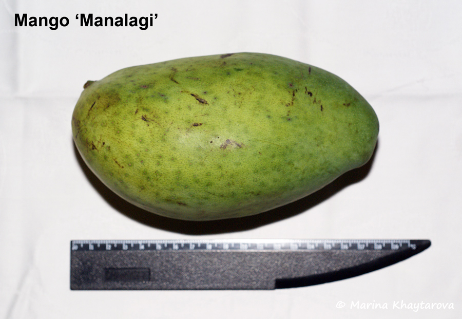 Mango 'Manalagi'