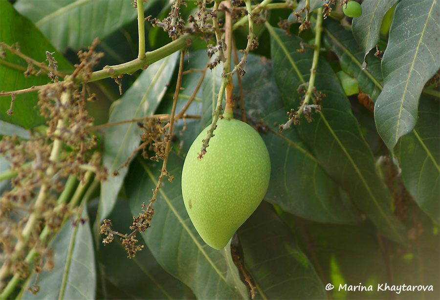 Mangifera indica