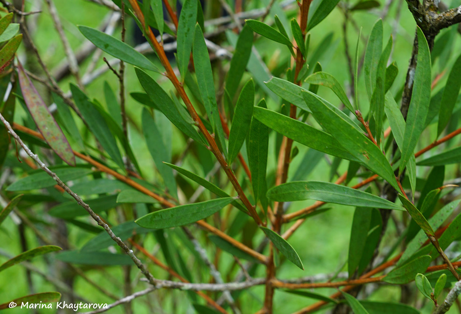 Melaleuca pachyphylla