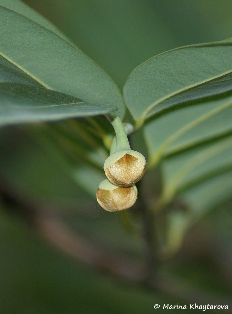 Melodorum fruticosum
