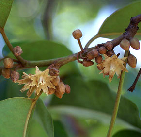 Manilkara parvifolia