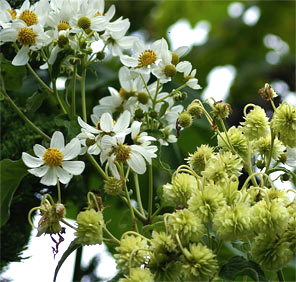 Montanoa hibiscifolia
