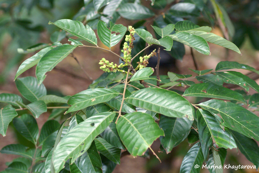Nephelium ramboutan-ake - Wikipedia