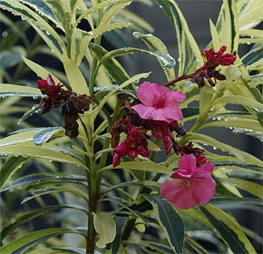 Nerium oleander variegated form