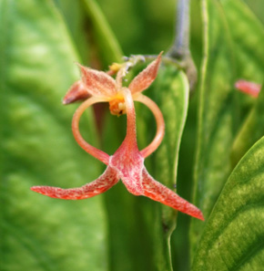 Orophea maculata