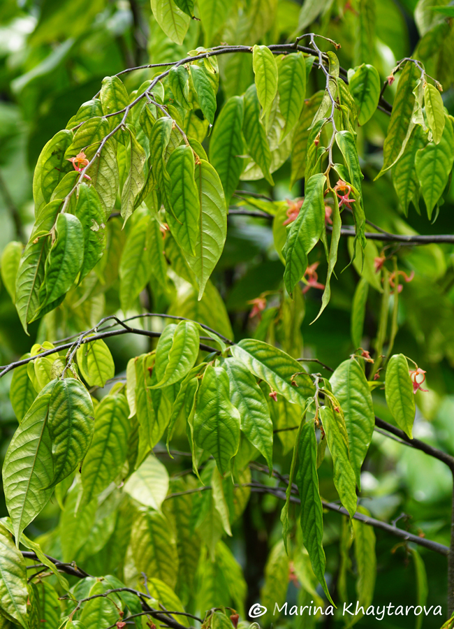 Orophea maculata