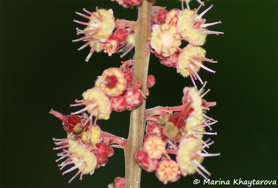 Paranephelium macrophyllum
