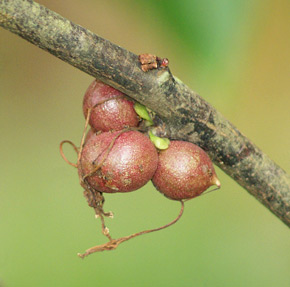 Phaleria octandra