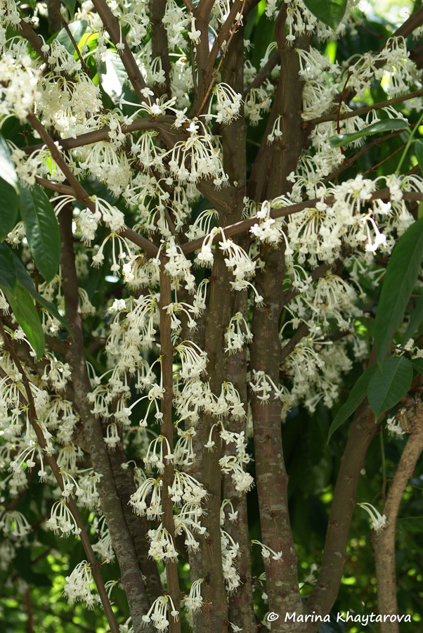 Phaleria clerodendron