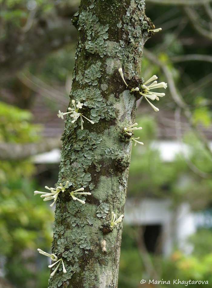 Phaleria clerodendron