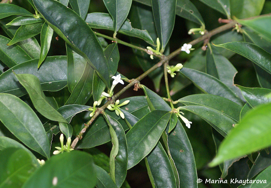 Phaleria macrocarpa