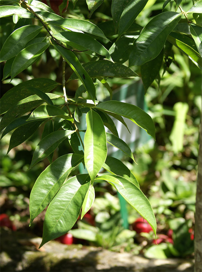 Phaleria macrocarpa
