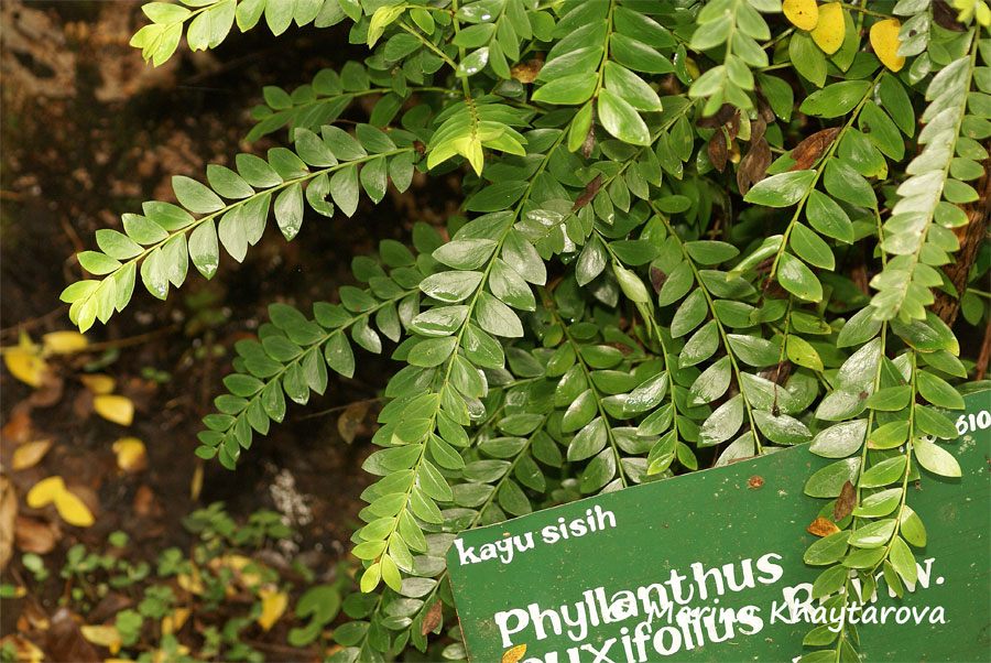 Phyllanthus buxifolius