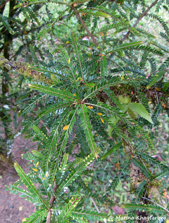 Phyllanthus lamprophyllus