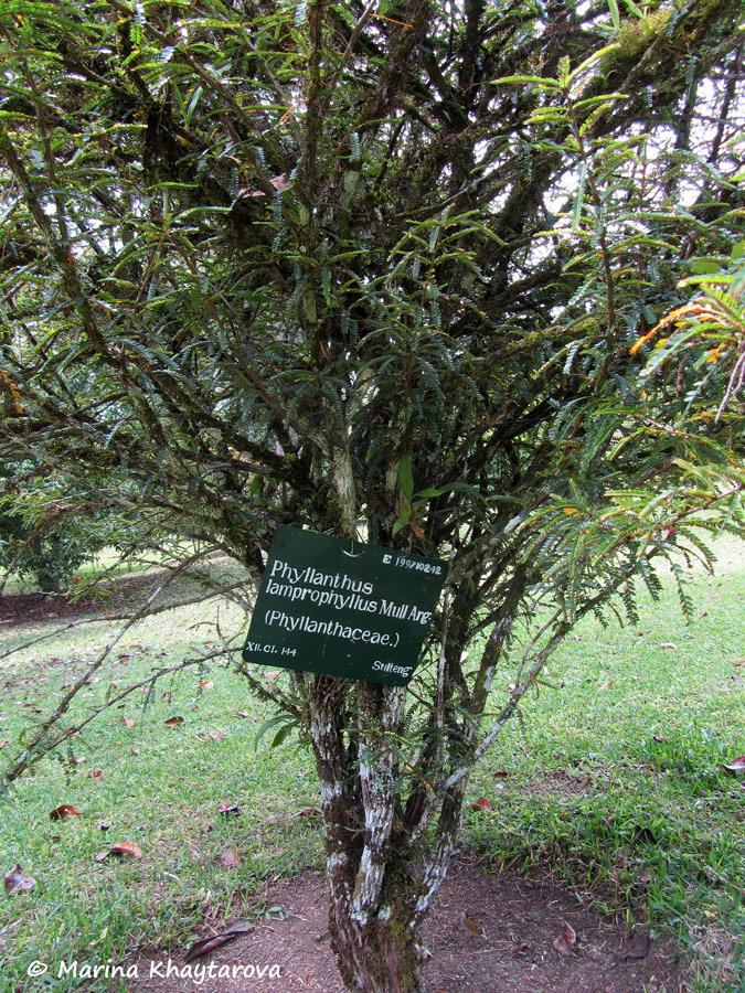 Phyllanthus lamprophyllus