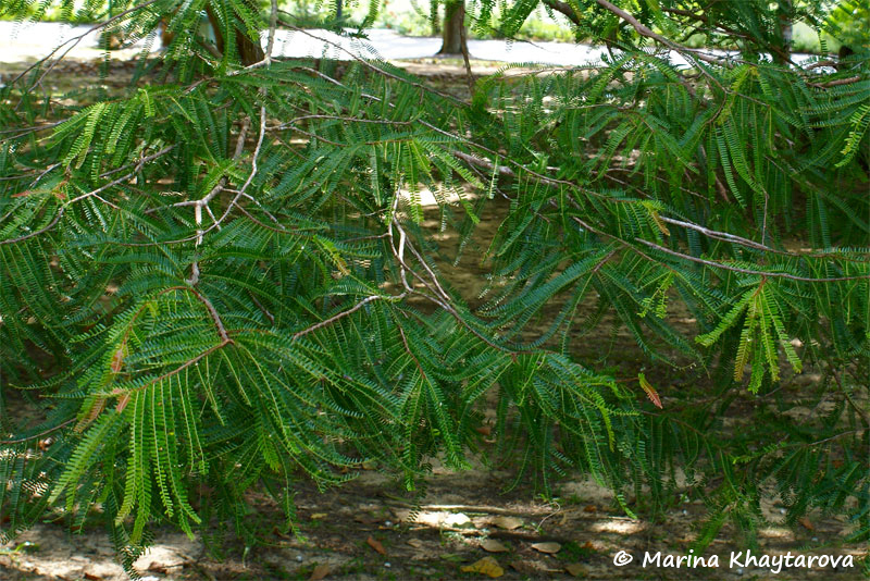 Phyllanthus pectinatus