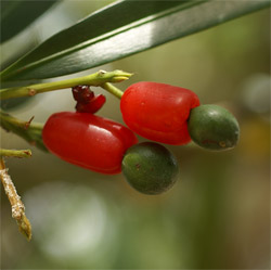 Podocarpus neriifolius