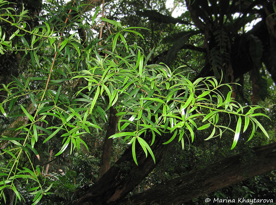 Podocarpus polystachyus