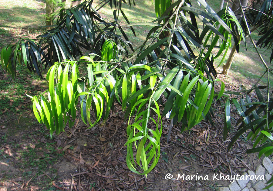 Podocarpus rumphii