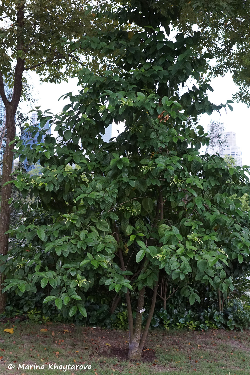 Posoqueria latifolia
