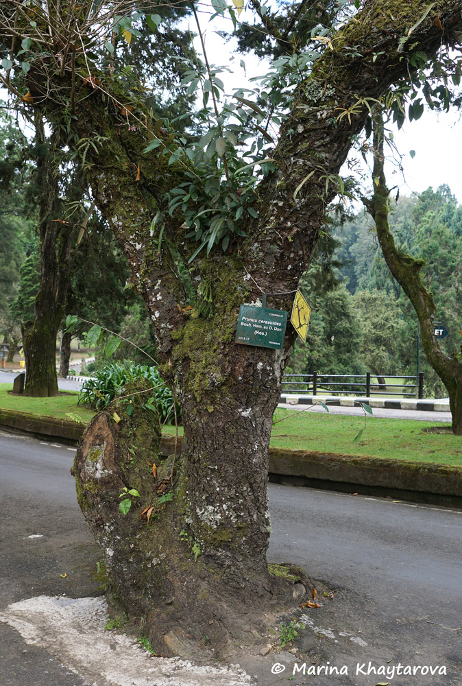 Prunus cerasoides