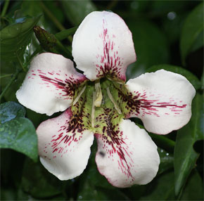 Randia longiflora