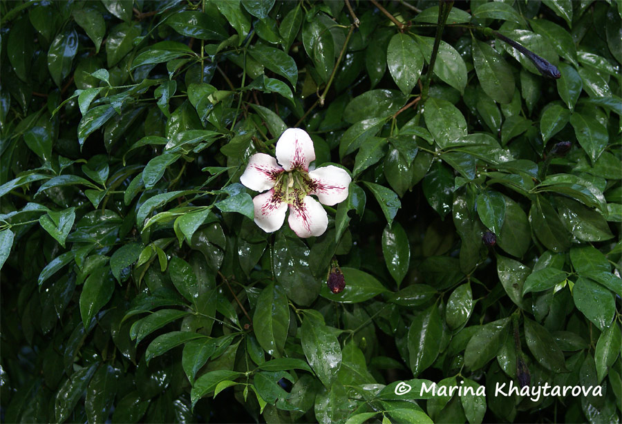 Rothmannia longiflora