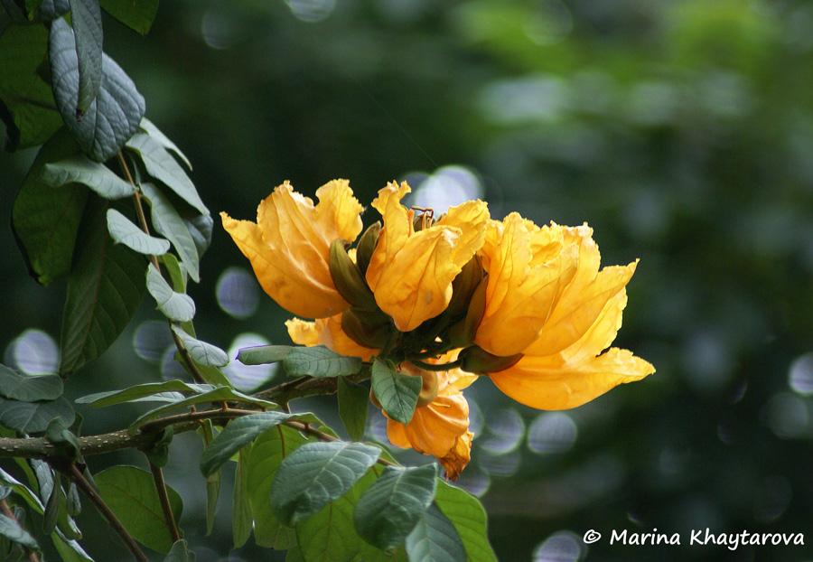 Spathodea campanulata yellow