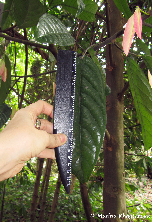 Stelechocarpus burahol