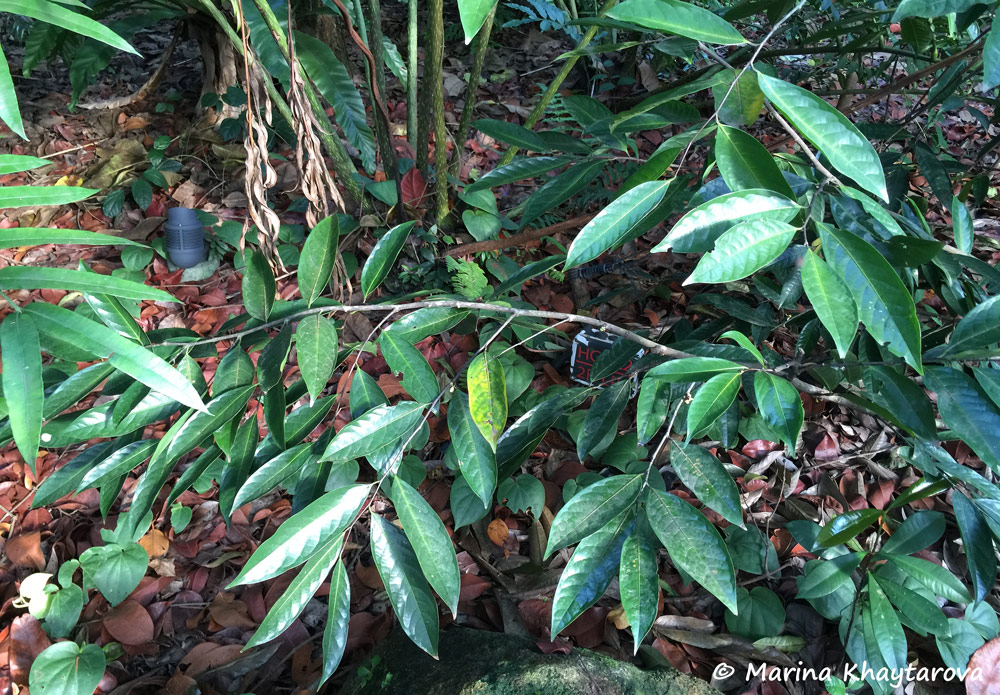 Stelechocarpus cauliflorus
