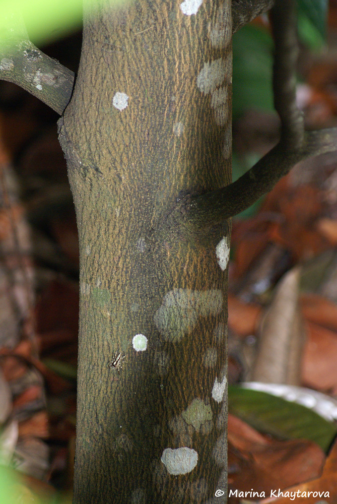 Stelechocarpus cauliflorus