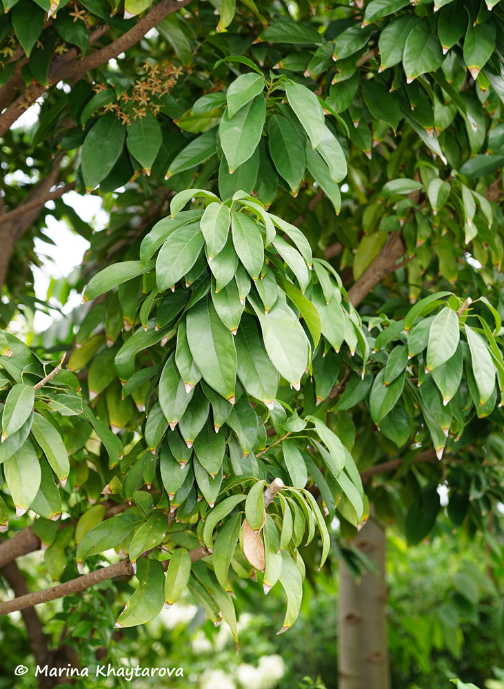 Sterculia lanceifolia