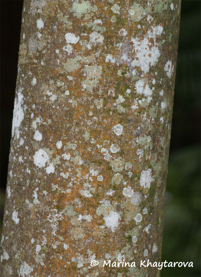 Sterculia macrophylla