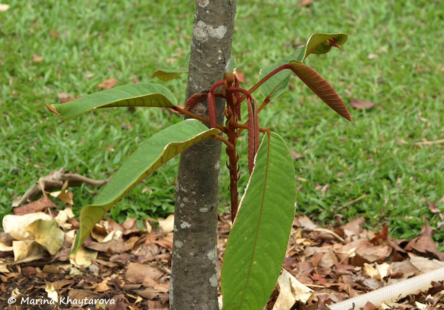 Sterculia megistophylla