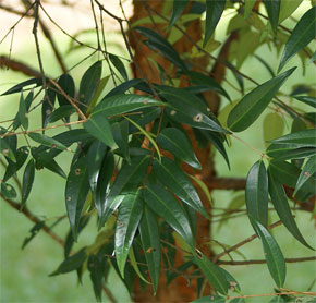 Syzygium antisepticum