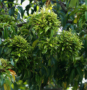 Syzygium lineatum