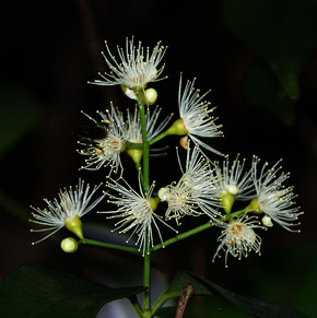 Syzygium myrtifolium